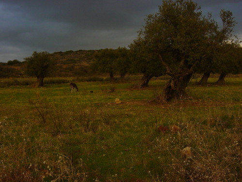 Olives and Donkeys
