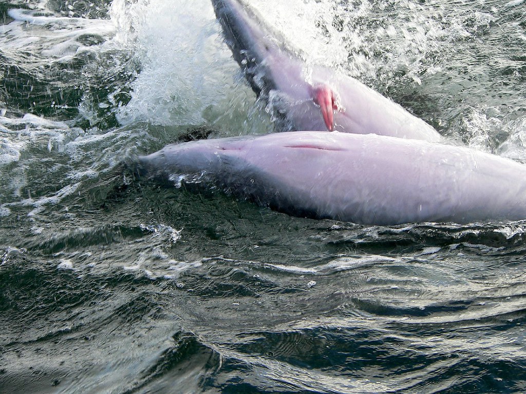 Dolphin Sex Play Leo Bild Flickr