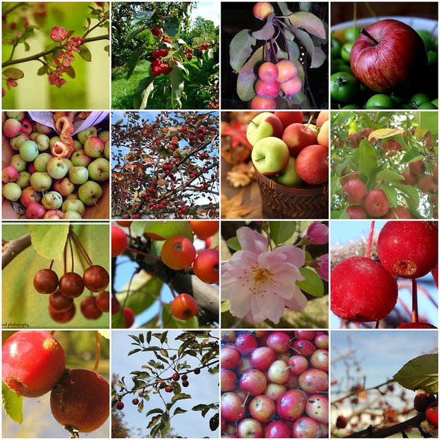 Crabapples | What do crabapples have to do with my latest co\u2026 | Flickr
