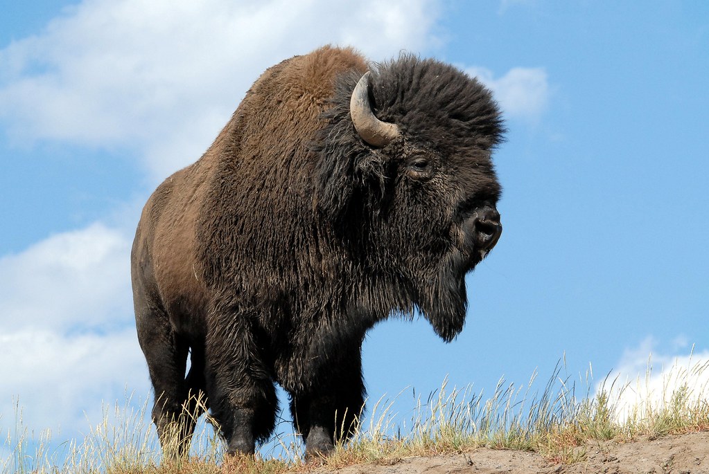 American Bison (Bison bison) DDZ_0055 | The American Bison i… | Flickr