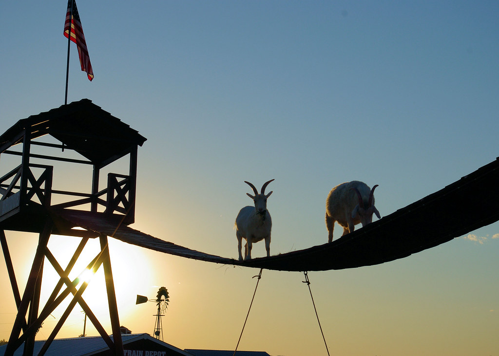 Climbing Goats, "Old McDonald's Farm" (kiddie tourist trap), south of Rapid City, South Dakota, August 21, 2007