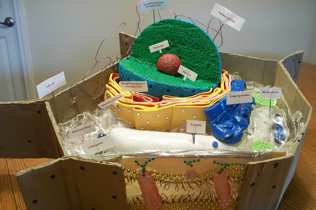 Plant Cell Model | Biology project (10th grade) This photo h… | Flickr