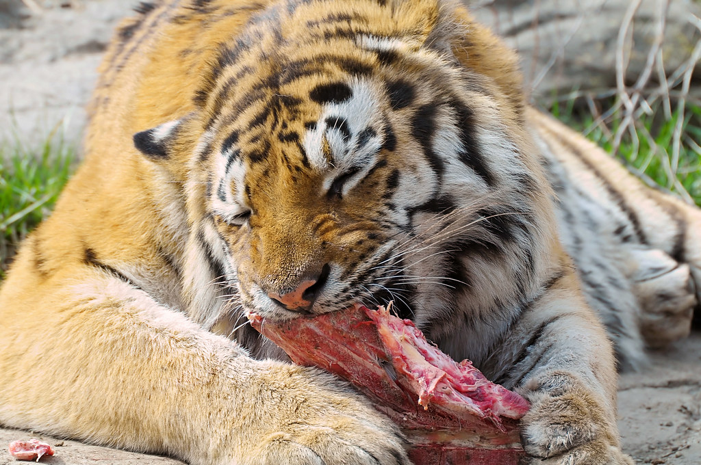 Tiger eating his meat Tiger of the zoo of Zürich eating hi… Flickr
