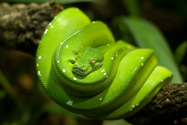 This gorgeous green tree python models its colors with a classic pose