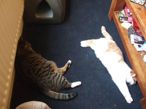 Cats