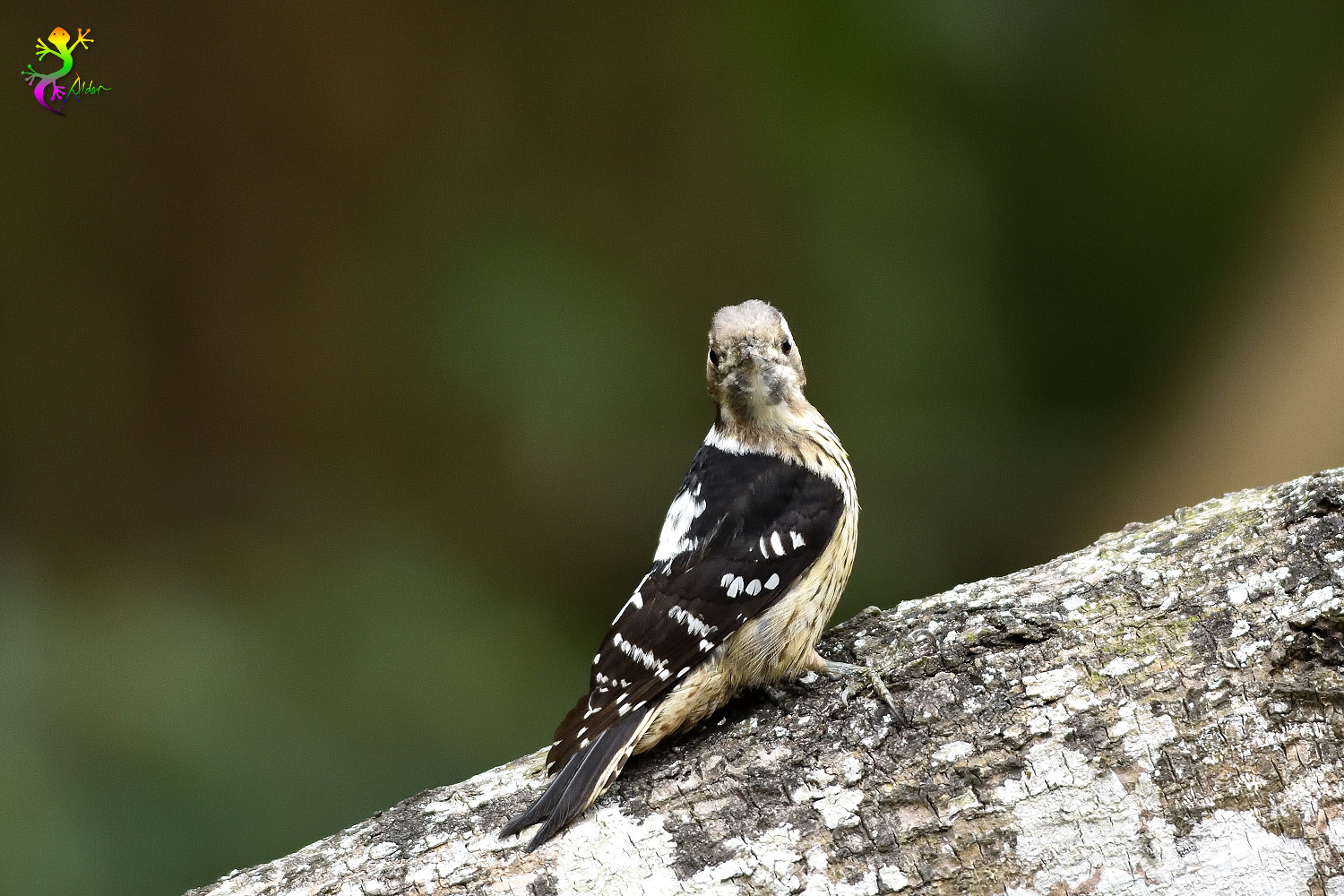 Grey-headed Pygmy Woodpecker_0267