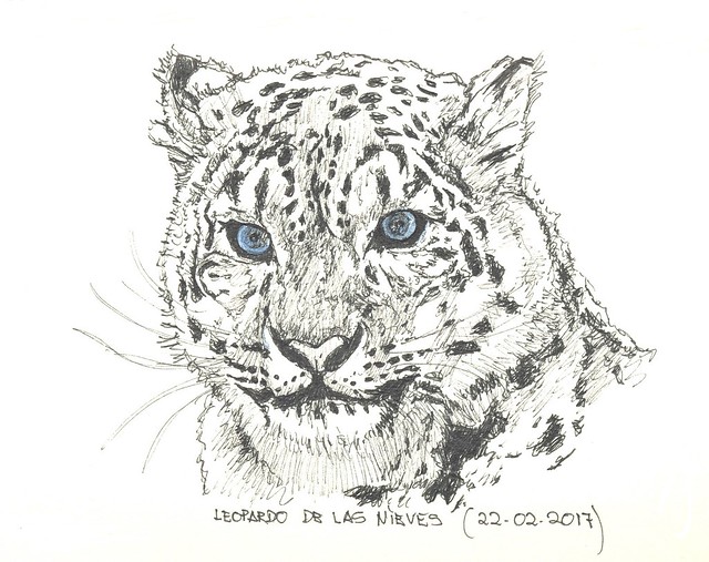 Leopardo de las nieves (Panthera uncia)