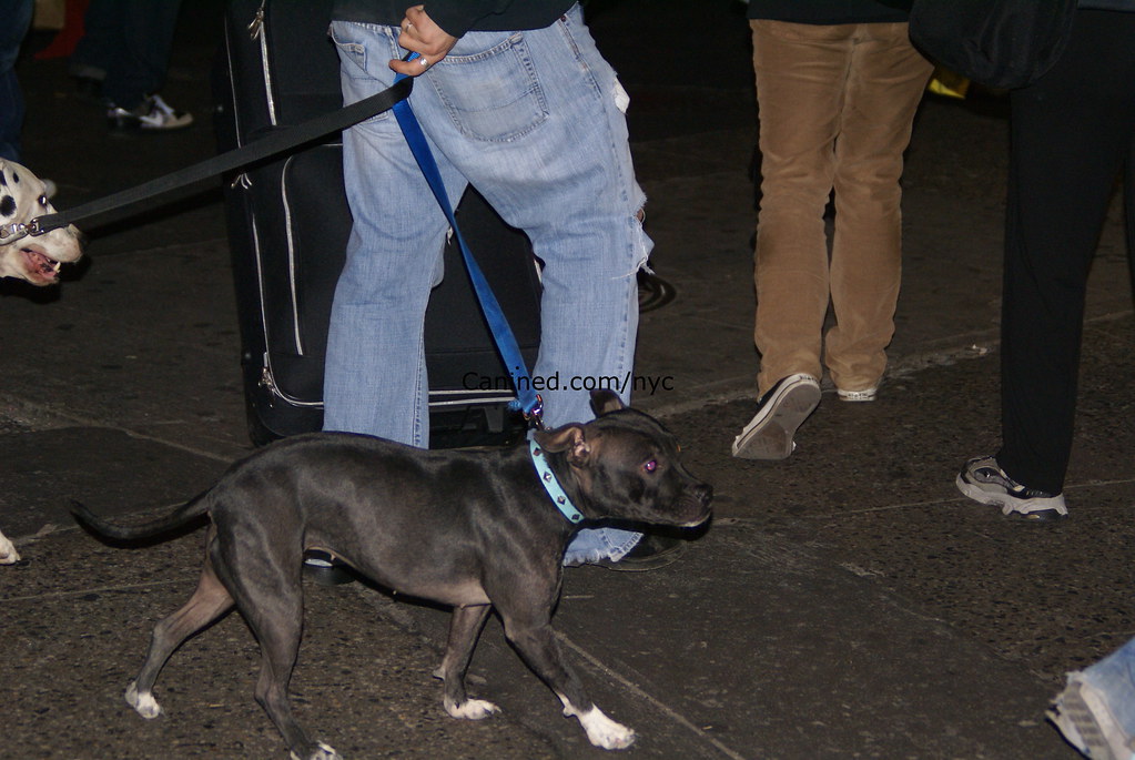 tangled leash full body female pit bull terrier picture da