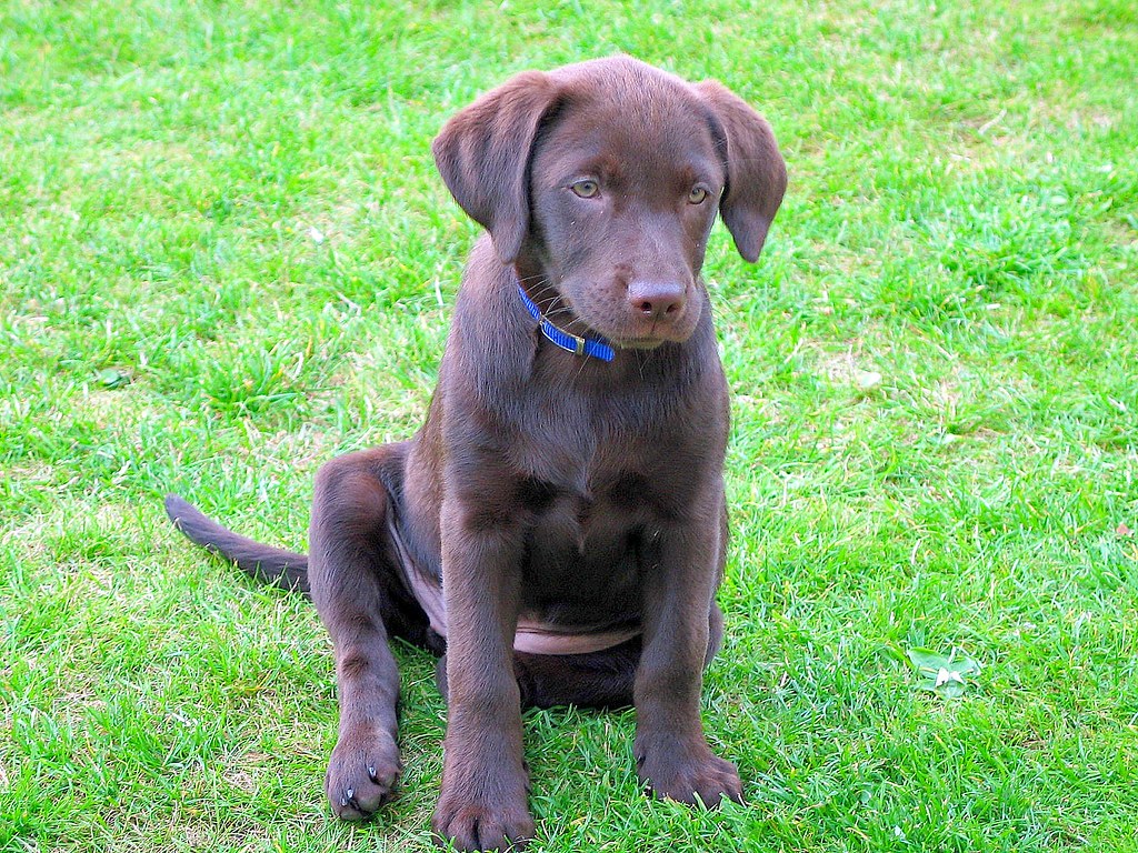 Chocolate Labrador Puppy If you would like to buy this