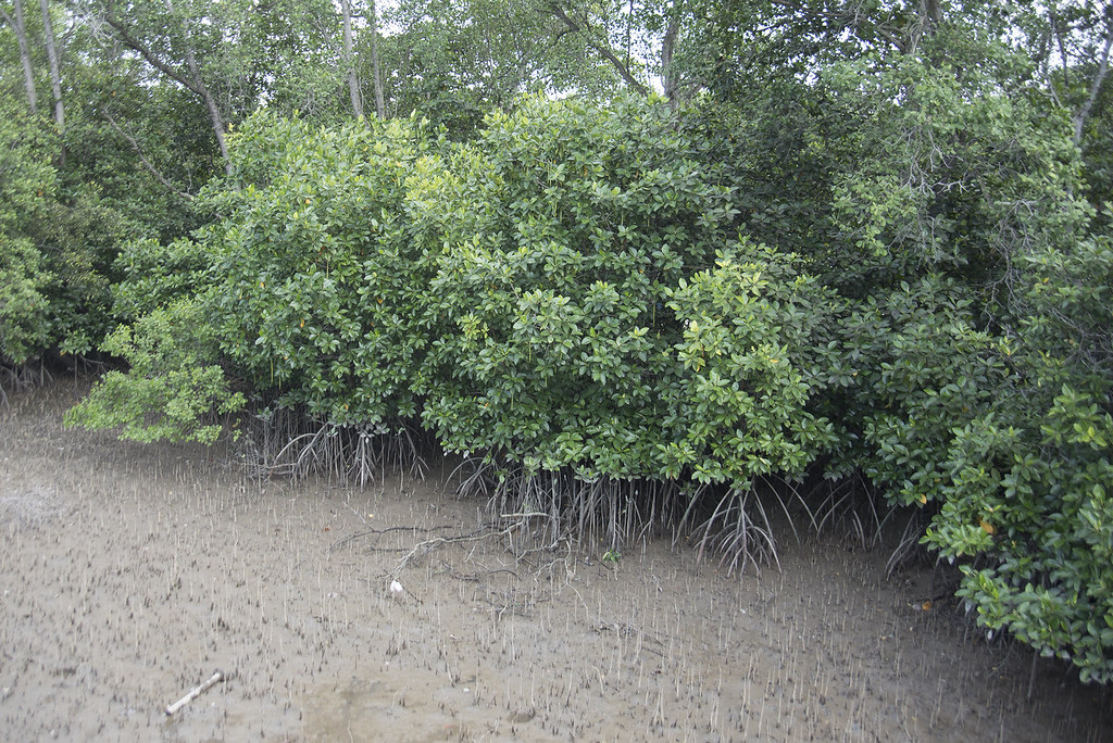 Changi Creek mangroves