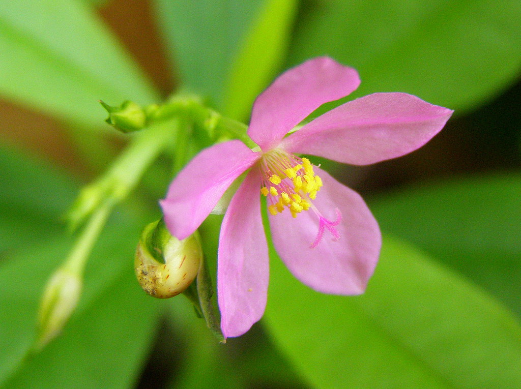Tiny Pink Flower | Macro of a very small flower,maybe the si… | Flickr