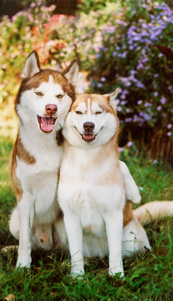 Siberian Husky love | RitmÃ³ | Flickr