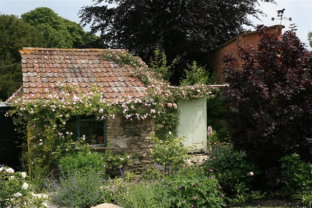 My Old Stone potting shed  | The rambling rose creepi 