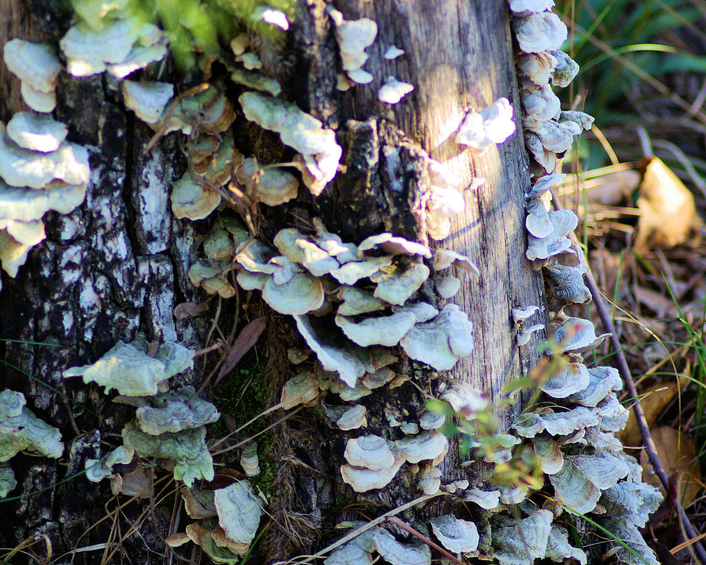 Shelf fungus on a tree. Seven Hollows Trail, Petit Jean State Park, Arkansas