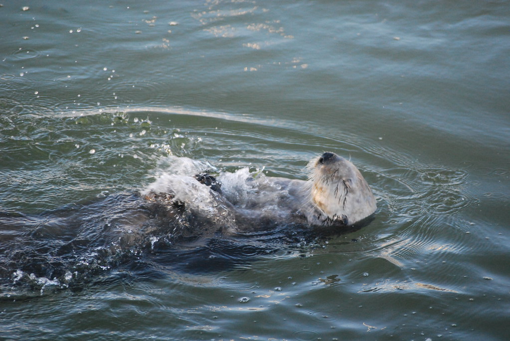 Tool user at work! | Sea otter using tool stone to break int… | Flickr