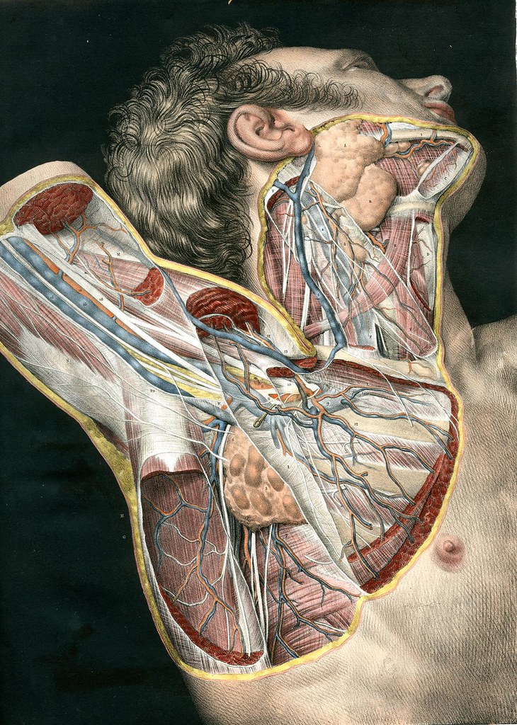Loges musculaires, aponévroses, vaisseux et nerfs du cou e… | Flickr