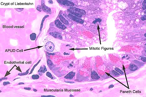 APUD cells(GI tract) aka Kulchtizski cells aka enterochrom… | Flickr