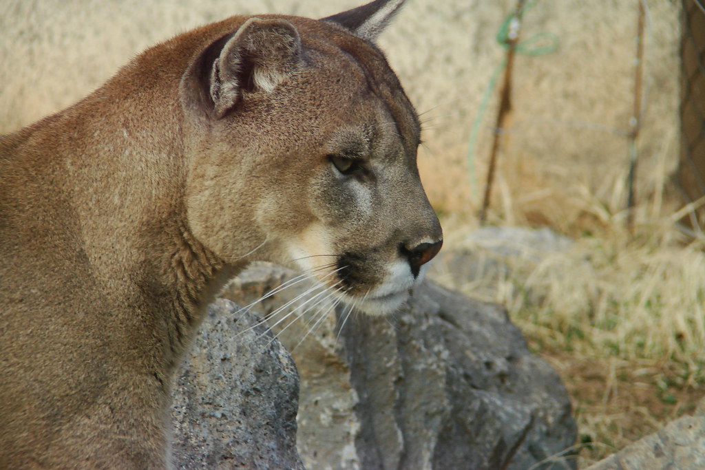 Oklahoma City Zoo Mountain Lion A mountain lion at the Okl… Flickr