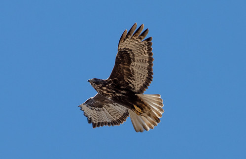 Harlan's Red-tailed Hawk