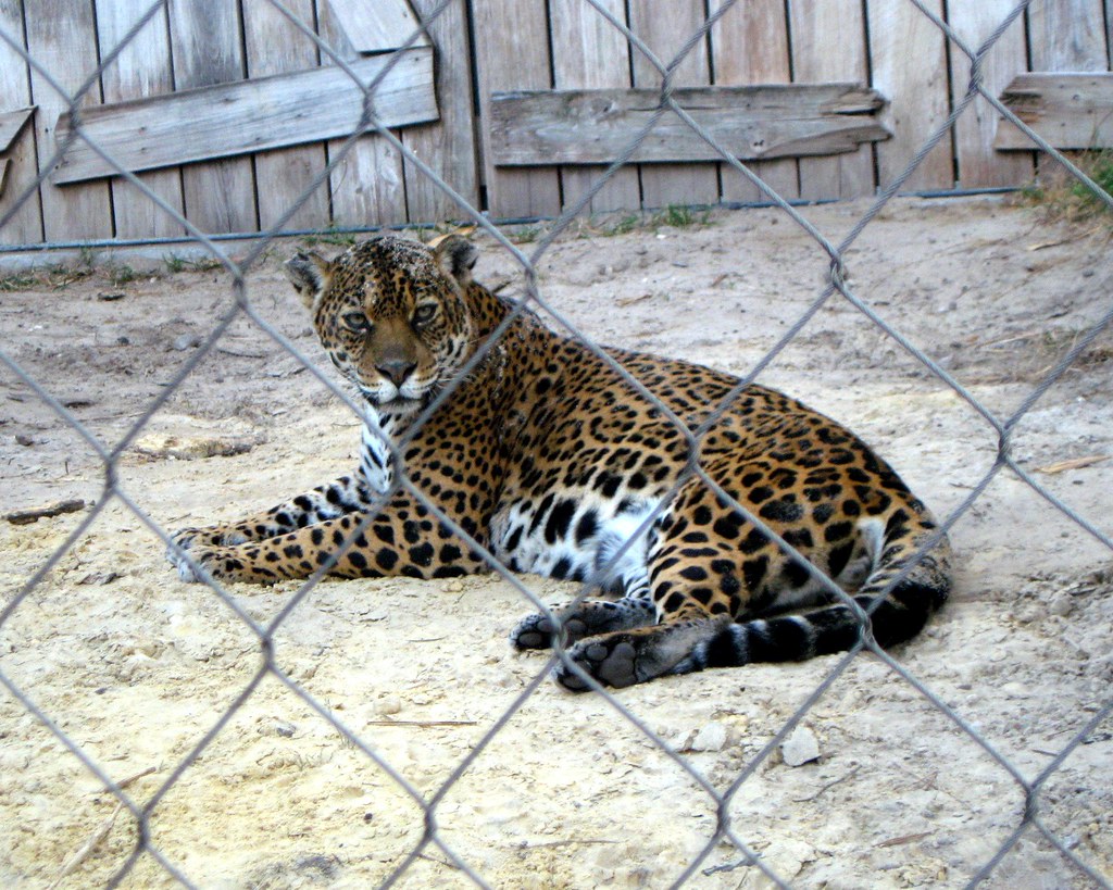 Jaguar Poses for a picture at the Jacksonville Zoo. Februa… Flickr