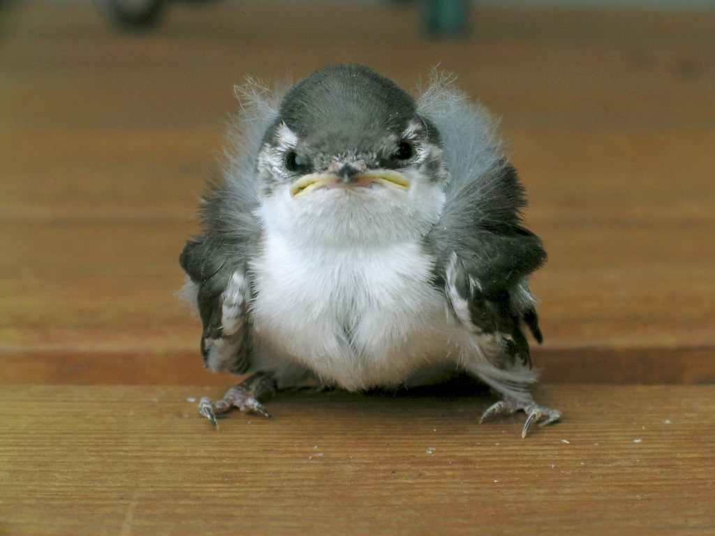 Baby Swallow Bird 80