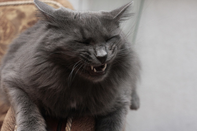 Why Is My Cat Sneezing? What It Means And How To Stop It Catmart