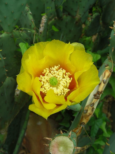 rose of texas yellow of meaning cactus Yellow McGougan    Texas  I flower. mean, Flickr  Lisa of Rose