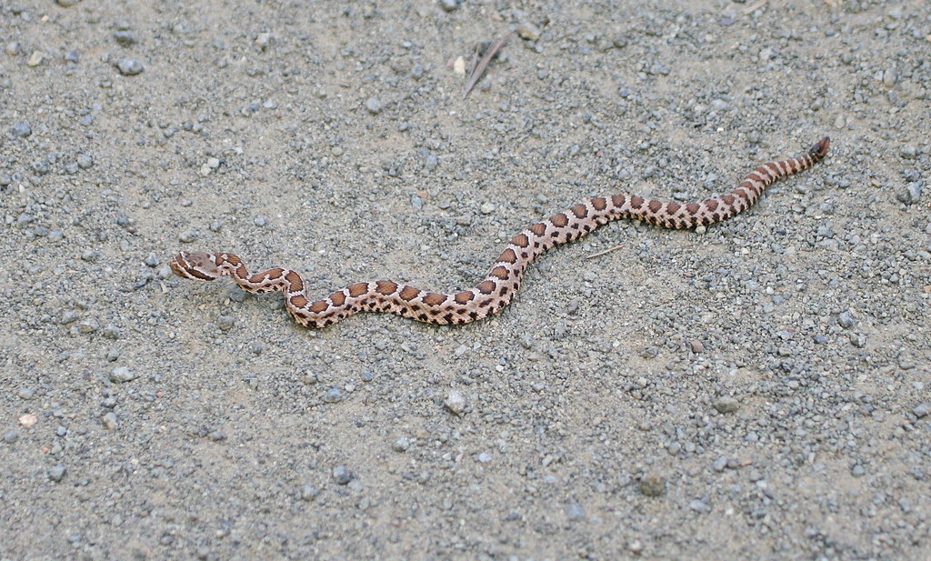 Baby Rattlesnake | So cute, A baby Rattlesnake. (Crotalus ce… | Flickr