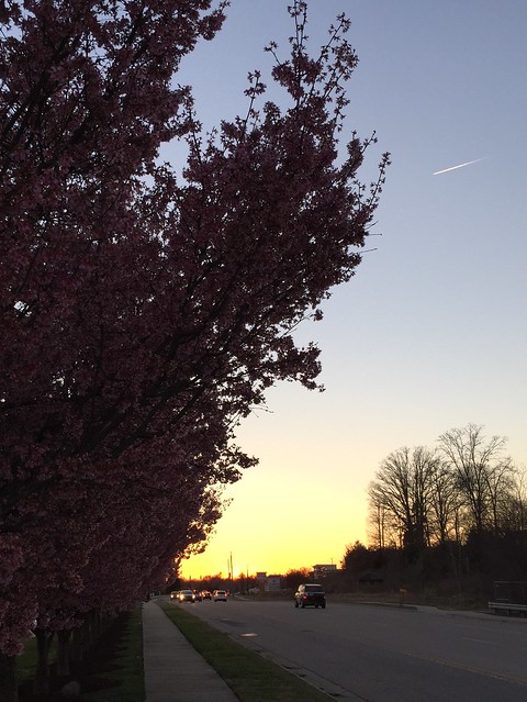 Sunset and blooming cherry trees.