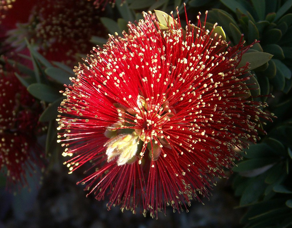 Red Bottlebrush Flower, Macro An amazing plant, this is