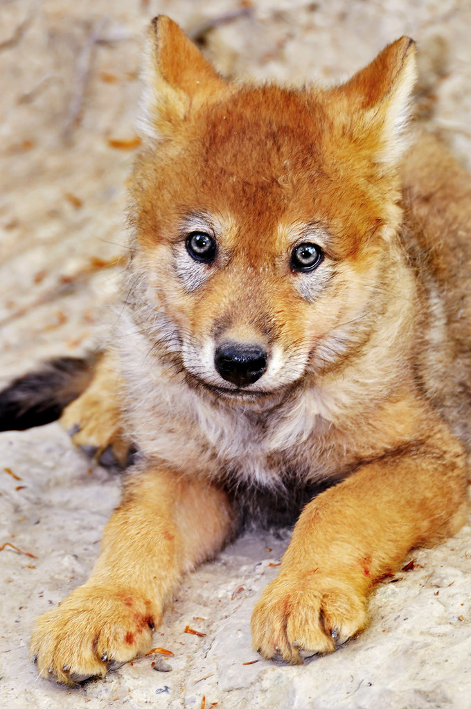 Cute Wolf Pup | In The Zoo Of Zürich, Two Pups Were Born, An… | Flickr