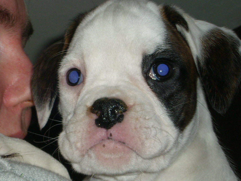 Blue Eyes A pic of our new boxer puppy she's 8 weeks old