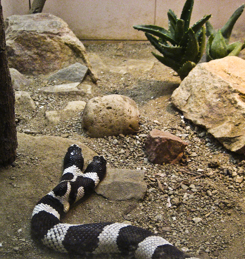 Holy Cow! A Two-Headed Snake!