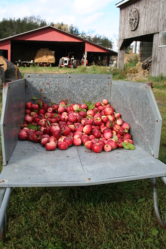 Apples waiting to be turned into cider