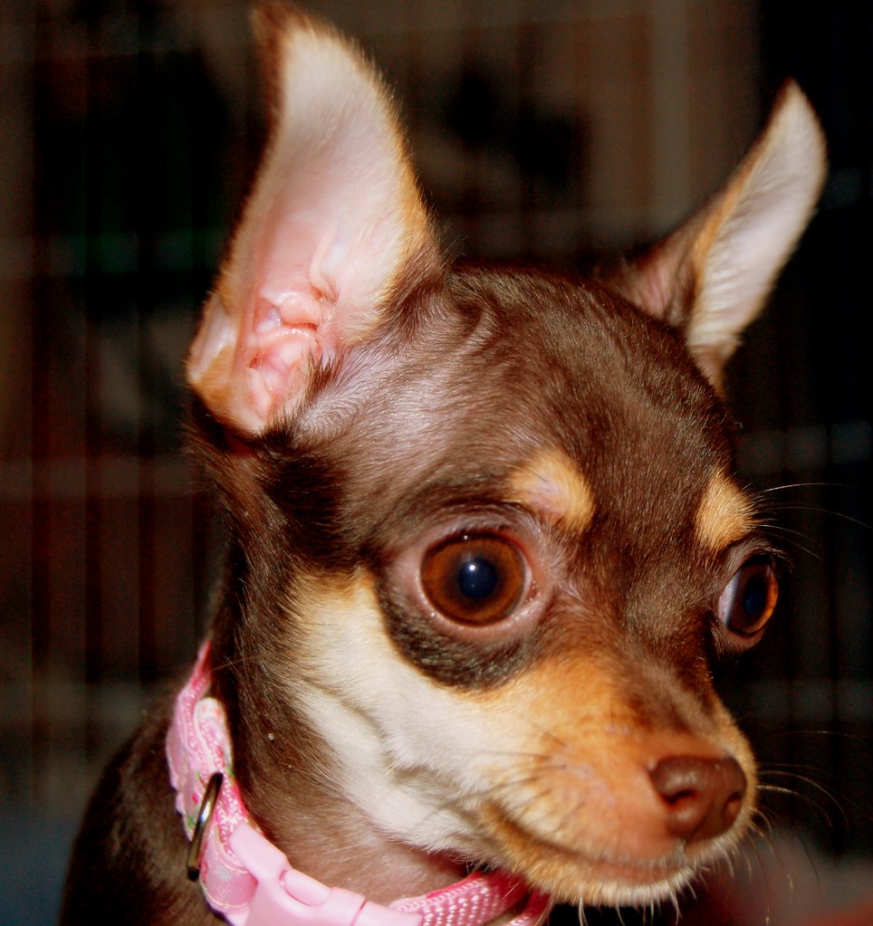 Brown/Tan Teacup Chihuahua Puppy 4 months Ariel
