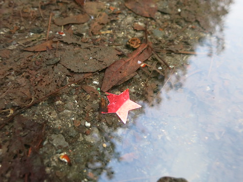 puddle star