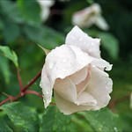 Rose water droplets