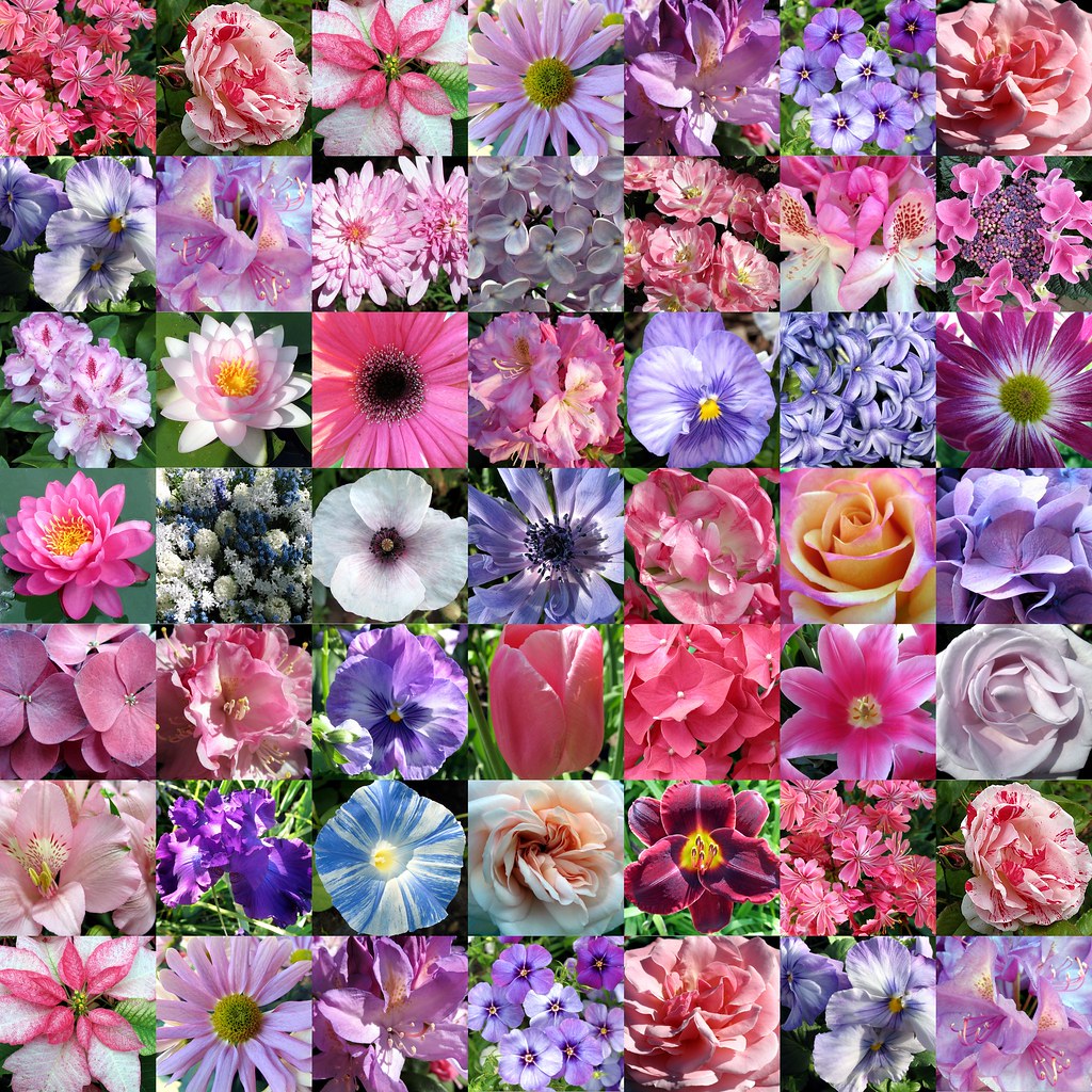 Flower Collage | My favorite pink, purple and blue flowers | Bunny8907 ...