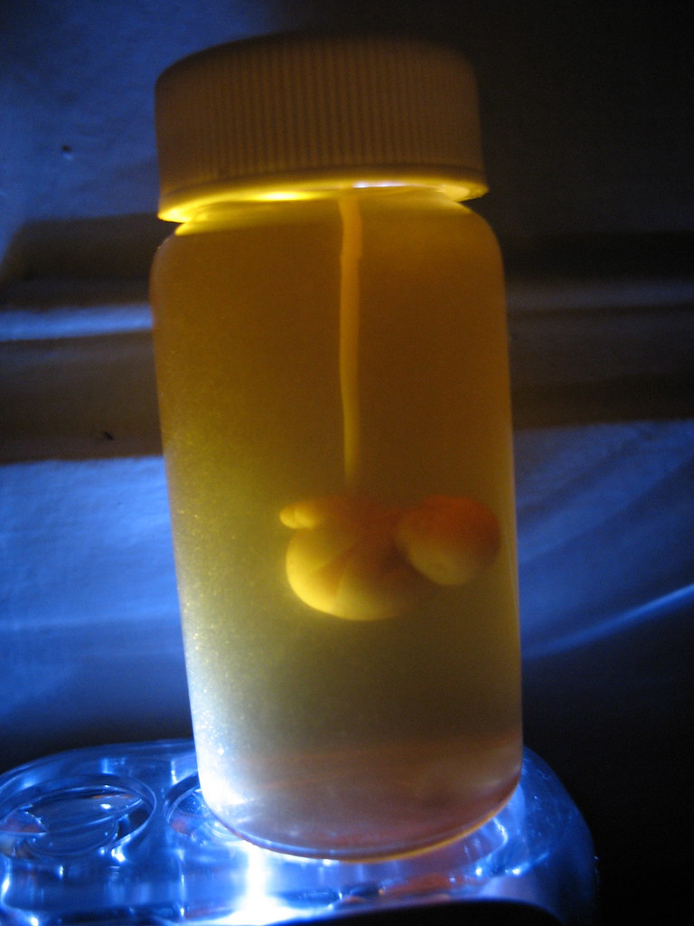 Test Tube Baby Bottle  Brendan Dolan-Gavitt  Flickr-6805