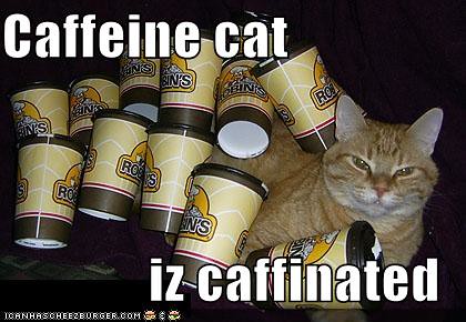 Image result for cat with caffeine