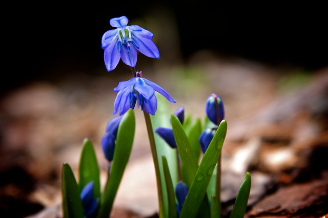 Little Blue Bulb Flower | Scilla siberica | Bill Scherer | Flickr
