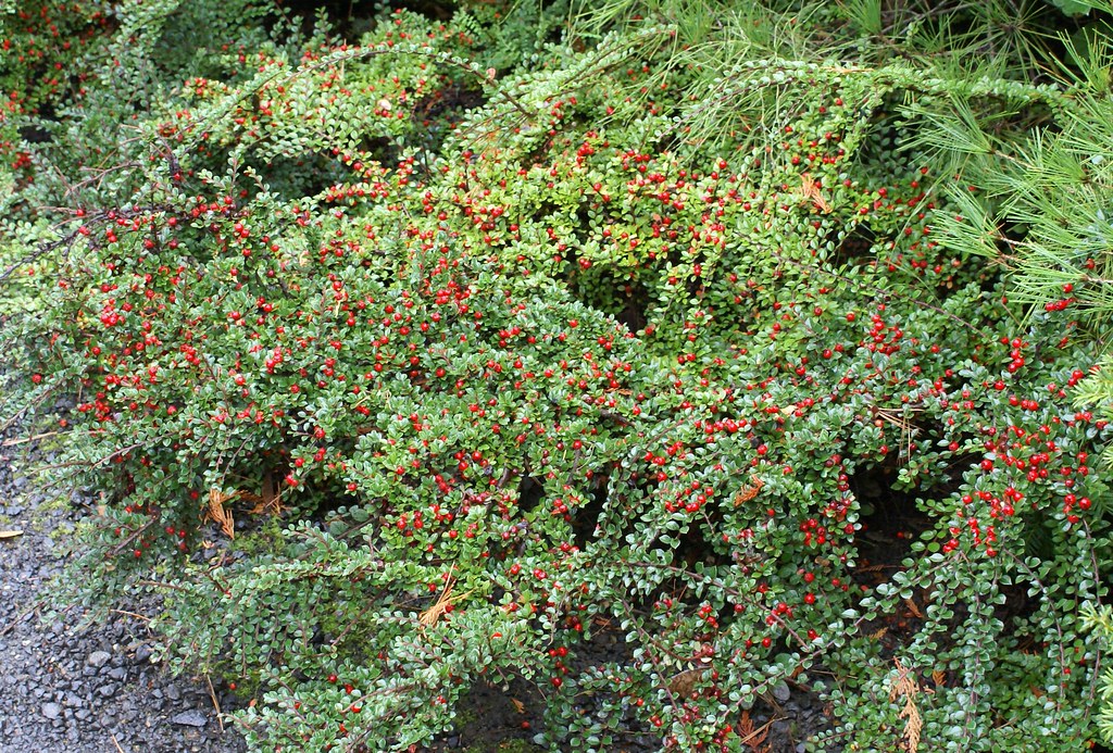red berries on bushes in fall, 22201 Arlington VA