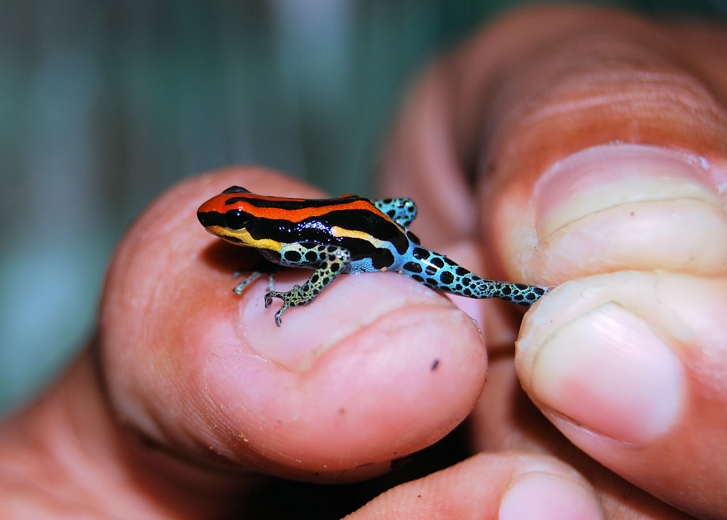 poison-dart-frog-01-a-poison-dart-frog-from-the-peruvian-a-jt