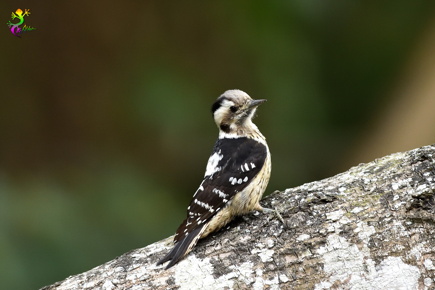 Grey-headed Pygmy Woodpecker_0265