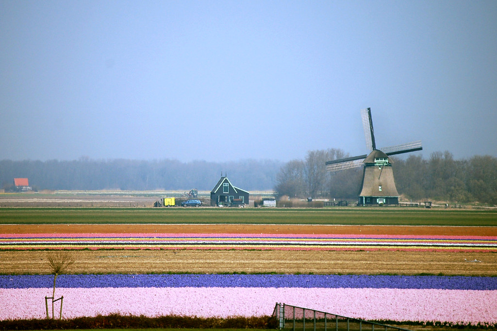 Tulip Fields and wind mill in the Netherlands 