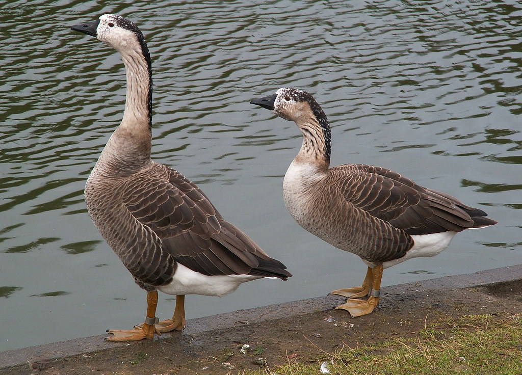 canada goose x domestic goose