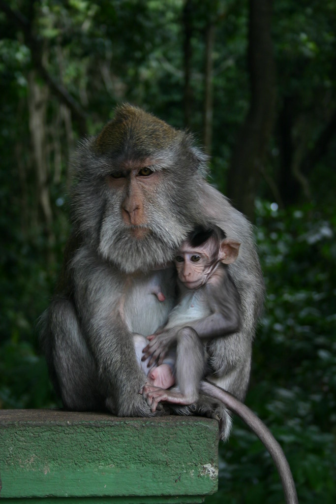 Monkey of the Monkey Forest Temple, Ubud - Bali 2 | D.Meutia | Flickr