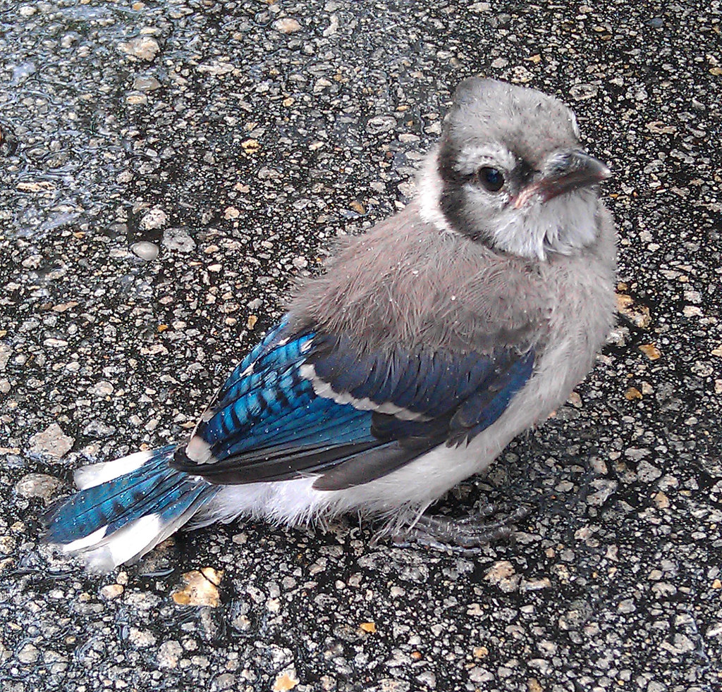 Baby Blue Jay | This baby Blue Jay fell out of a tree ...