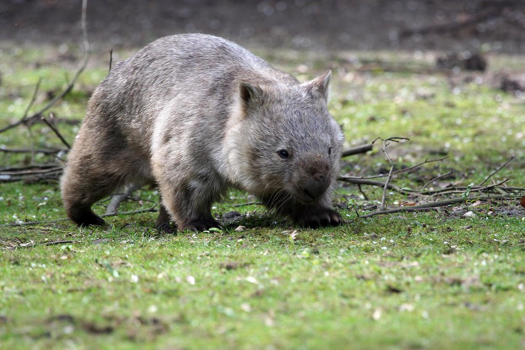 Ein Tasmanischer Nacktnasenwombat im Zoo Duisburg. - Tier 