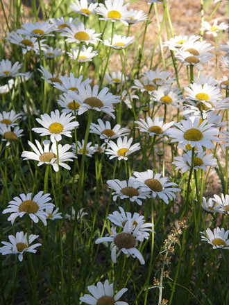 Daisies Williamsburg Botanical Garden Flickr